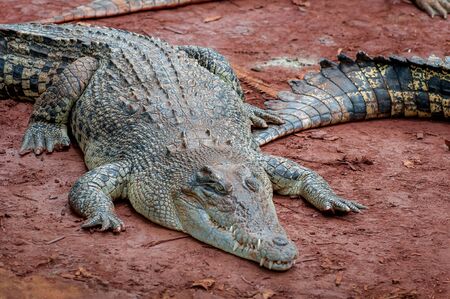 Crocodile close-up on the shore of the swampの写真素材