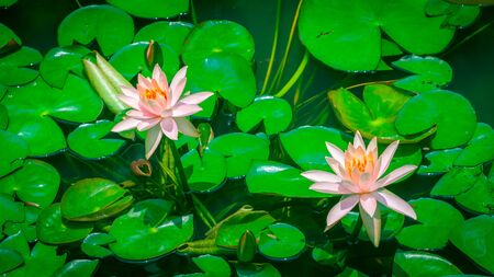 Beautiful pink Lotus Flower or waterlily on the background of green leavesの写真素材