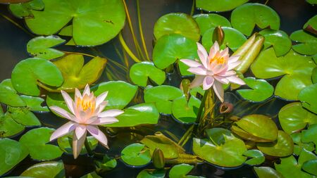 Beautiful pink Lotus Flower or waterlily on the background of green leavesの写真素材