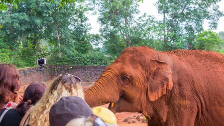 A friendly auburn elephant in Safari Park China communicates with visitors. Close-up viewの写真素材