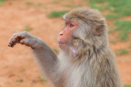 Unceremonious macaque peeps asks for food from a tourist. Insolent monkeys often take food or objects by forceの写真素材