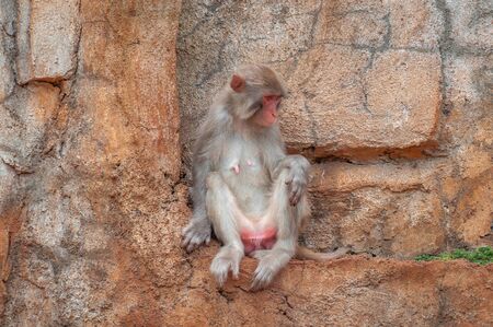 Portrait of a shy macaque sitting on a small ledge on a sheer stone cliff. Primate femaleの写真素材