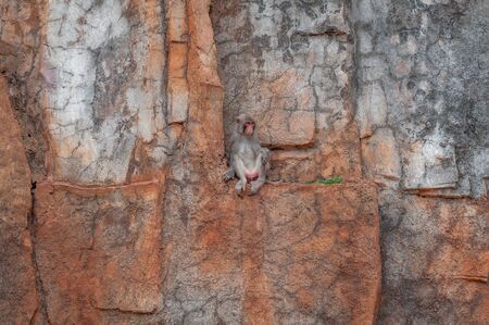 Portrait of a shy macaque sitting on a small ledge on a sheer stone cliff. Primate femaleの写真素材