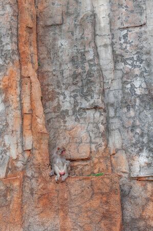 Portrait of a shy macaque sitting on a small ledge on a sheer stone cliff. Primate femaleの写真素材