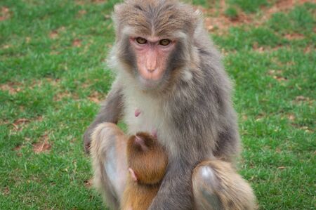 Macaque monkey on a green lawn feeds its young with breast milの写真素材