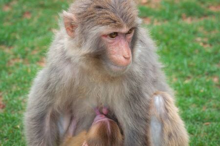 Macaque monkey on a green lawn feeds its young with breast milの写真素材