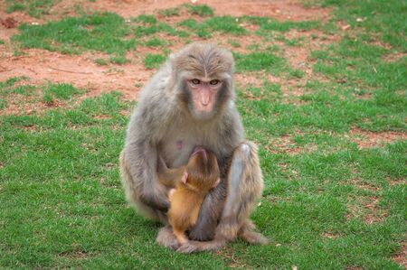 Macaque monkey on a green lawn feeds its young with breast milの写真素材