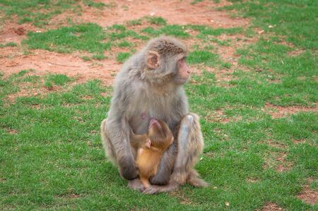 Macaque monkey on a green lawn feeds its young with breast milの写真素材