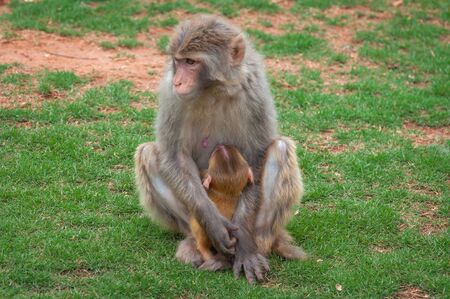 Macaque monkey on a green lawn feeds its young with breast milの写真素材