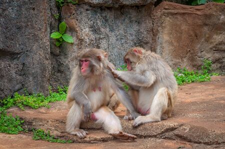 Rhesus macaque Family - Scientific name: Macaca mulatta. A popular activity in monkeys is the mutual cleaning of wool from parasites. A child learns to do it like a dadの写真素材