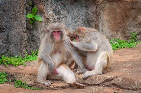 Rhesus macaque Family - Scientific name: Macaca mulatta. A popular activity in monkeys is the mutual cleaning of wool from parasites. A child learns to do it like a dadの写真素材