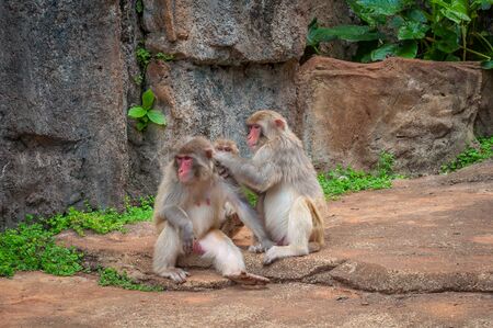 Rhesus macaque Family - Scientific name: Macaca mulatta. A popular activity in monkeys is the mutual cleaning of wool from parasites. A child learns to do it like a dadの写真素材