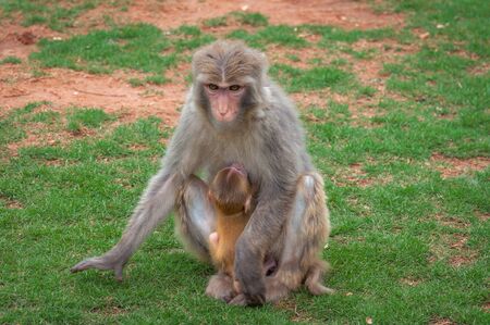 Macaque monkey on a green lawn feeds its young with breast milの写真素材