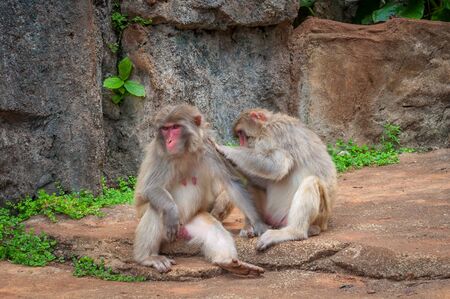 Rhesus macaque Family - Scientific name: Macaca mulatta. A popular activity in monkeys is the mutual cleaning of wool from parasites. A child learns to do it like a dadの写真素材