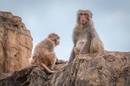 An adult female macaque with her cub is sitting on a cliff topの写真素材