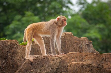 Adult macaque stands on top of a cliffの写真素材