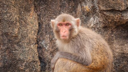Portrait of an adult macaque against a background of a sheer rockの写真素材