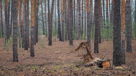 Beautiful landscape. A calm, idyllic picture of an autumn coniferous forest. Atmospheric photoの写真素材