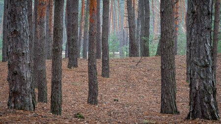 Beautiful landscape. A calm, idyllic picture of an autumn coniferous forest. Atmospheric photoの写真素材