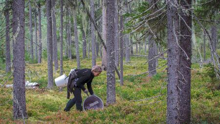 A young girl picks blueberries in a Finnish forest using a Thai comb toolの写真素材