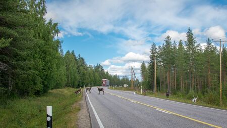 Finland. View of a scenic road passing through a forest. Beautiful Scandinavian landscape. Deer cross the roadの写真素材