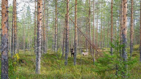 Finnish forest. Two wild deer stare in surprise from the forestの写真素材