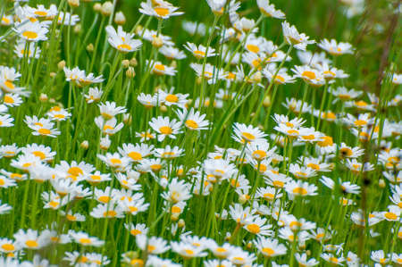 Chamomile, beautiful white wildflowers in the meadow on a sunny summer dayの写真素材