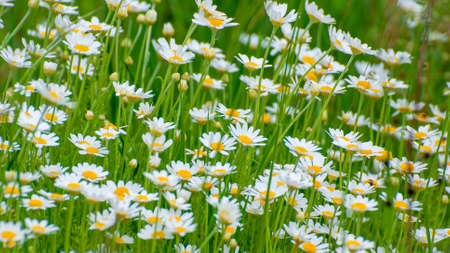 Chamomile, beautiful white wildflowers in the meadow on a sunny summer dayの写真素材