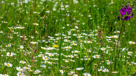 Chamomile, beautiful white wildflowers in the meadow on a sunny summer dayの写真素材