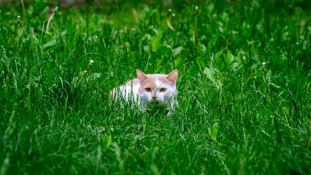A beautiful white cat with orange ears is sitting in the green grassの写真素材