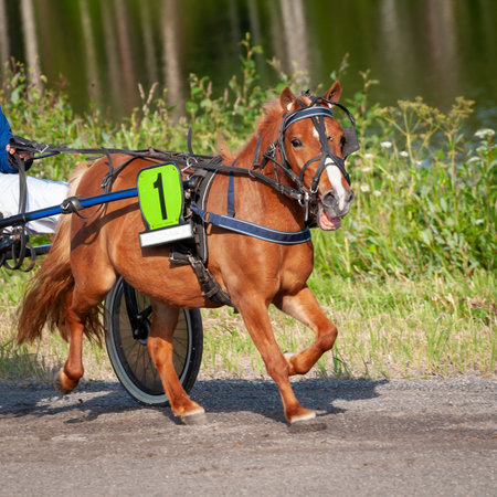 Equestrian sport. Harness racing. Horse race at hippodrome. Horses compete in harness racingの写真素材
