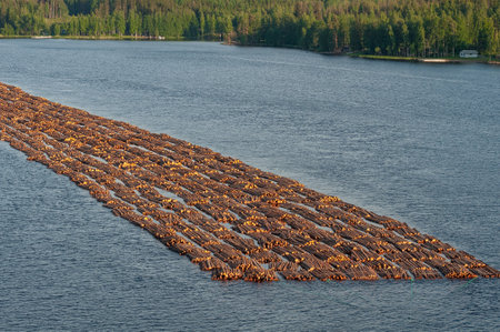 Transportation of wood by water. Raw logs floating down the river. Tugboat pulling log boom. Finland.の写真素材