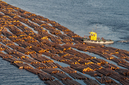 Transportation of wood by water. Raw logs floating down the river. Timber rafts, logging. Tugboat pulling log boom. Finland.の写真素材
