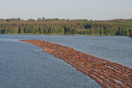 Transportation of wood by water. Raw logs floating down the river. Tugboat pulling log boom. Finland.の写真素材