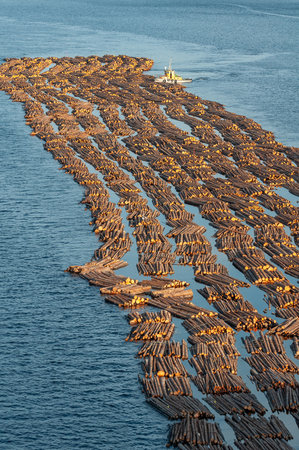 Transportation of wood by water. Raw logs floating down the river. Tugboat pulling log boom....
