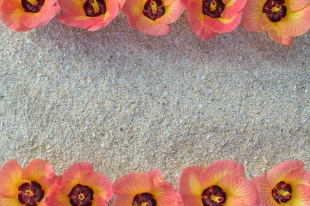 Hibiscus. Frame of tropical exotic hibiscus flowers on a sandy beach. Close-up. There is free space for textの写真素材