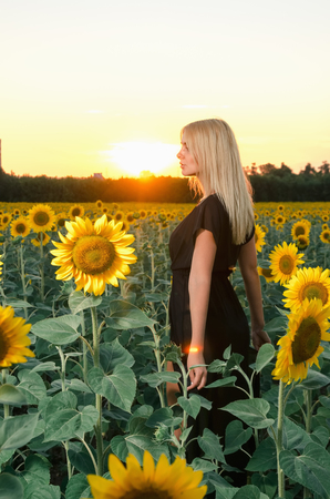 Beautiful young blonde model in black dress on a field of sunflowers at sunsetの写真素材