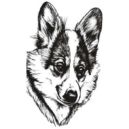 Corgi hand drawn vector clip art ,black and white drawing of dogのイラスト素材