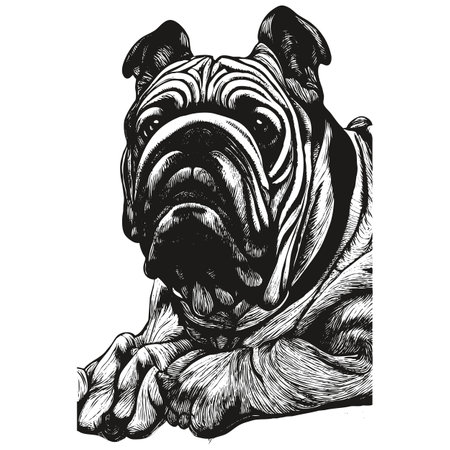 Bulldog portrait hand drawn vector ,black and white drawing of dogのイラスト素材