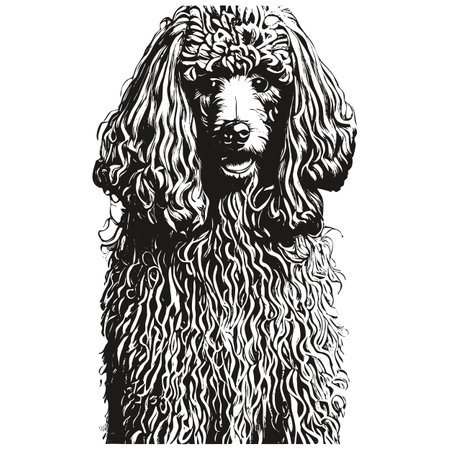 Poodle hand drawn picture ,black and white drawing of dogのイラスト素材
