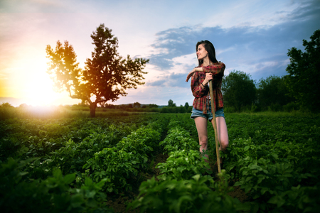 Beautiful gardener working in a vegetable garden in the sunsetの写真素材