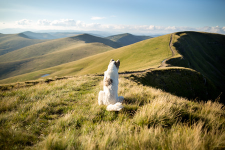 Summer mountain landscape with dogの写真素材