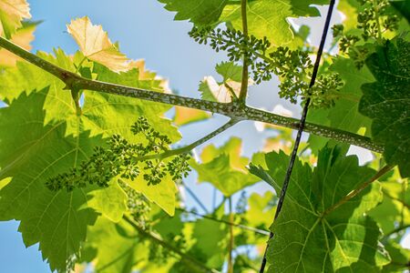 Wonderful young grapes grow under the azure hot southern skyの写真素材