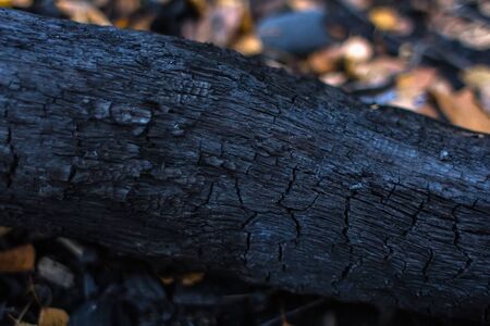 A piece of wood that hasn't burned down is resting on a carpet of leaves somewhere in the middle of the forestの写真素材