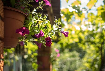 Brown pot with a flower on the background of a blurred garden and sky