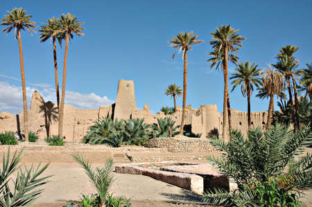 Palm grove of Figuig in Moroccoの写真素材