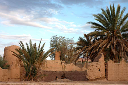 Palm grove of Figuig in Moroccoの写真素材