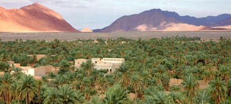 Palm grove of Figuig in Moroccoの写真素材