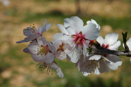 The almond tree when it bloomsの写真素材