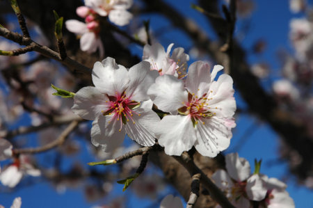 The almond tree when it bloomsの写真素材